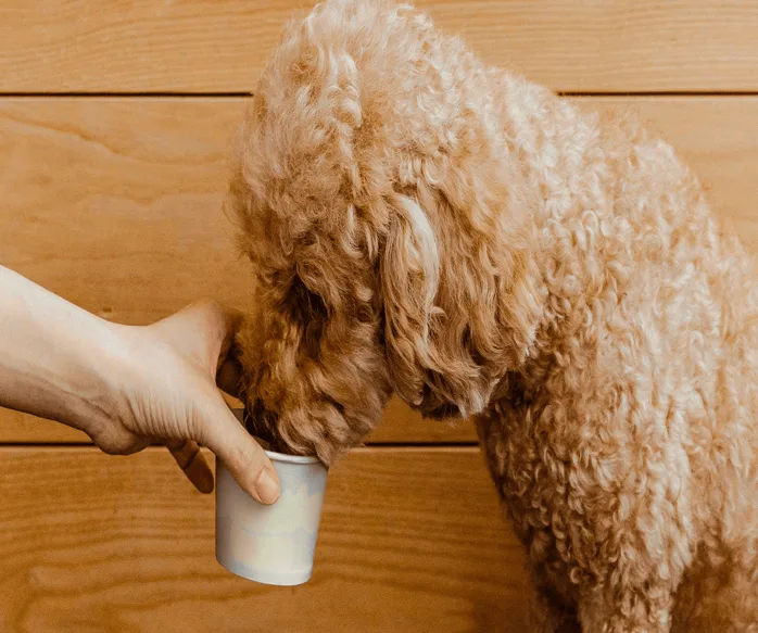 Yorkshire terrier styled